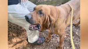 K9 tracks down missing child in Stockbridge 1 4d8e583855177876b9d8675755f77125