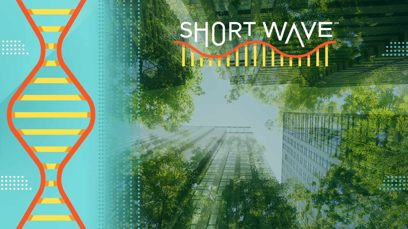 How AI could shrink its environmental footprint : Short Wave : NPR 1 5.9.25 ep wide dc624b6123a2bbe157ba52317a3b98f13f0eb04f