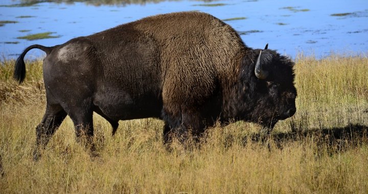 Florida man gored by bison at Yellowstone National Park - National 1 bison yellowstone florida man