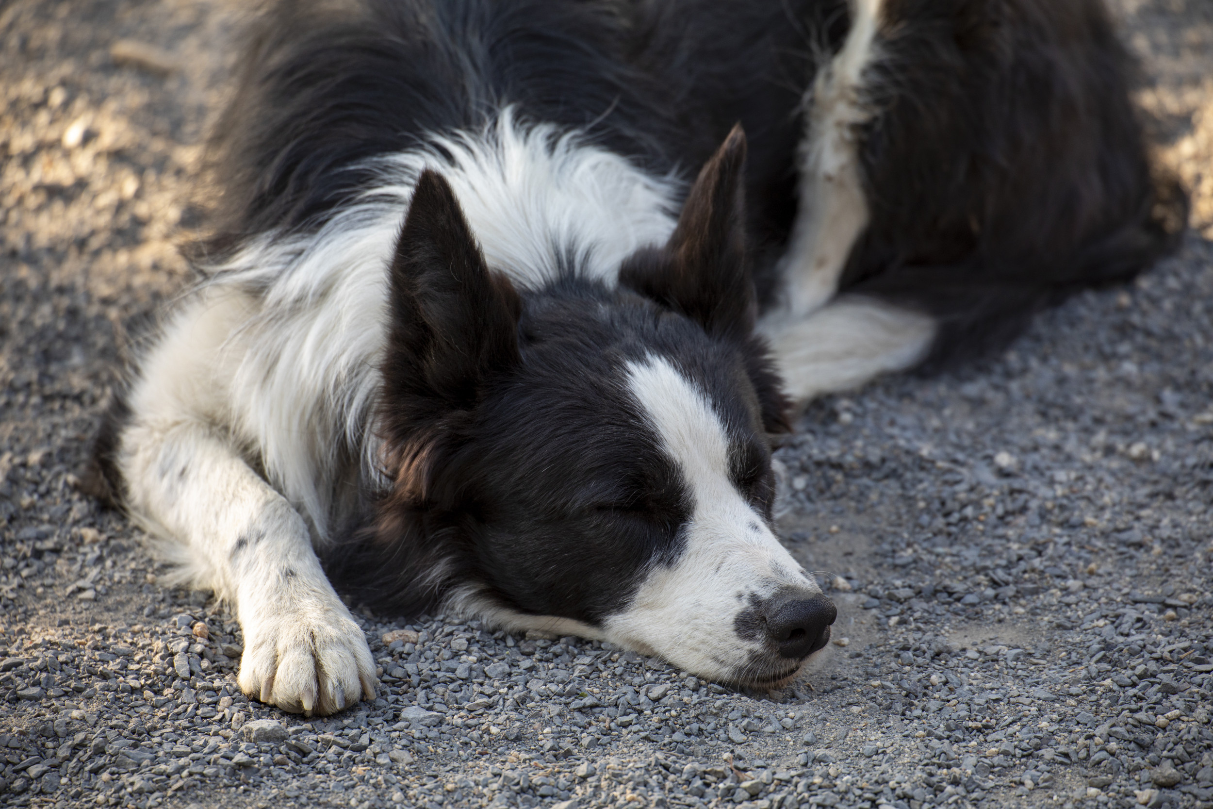 Border Collie Owner's Disbelief As They Finally Manage to 'Tire Out' Dog 1 border collie napping