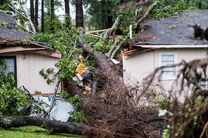 JEA shares how to maintain trees before a storm 1 e31d47559ceb852642de759a0789696f