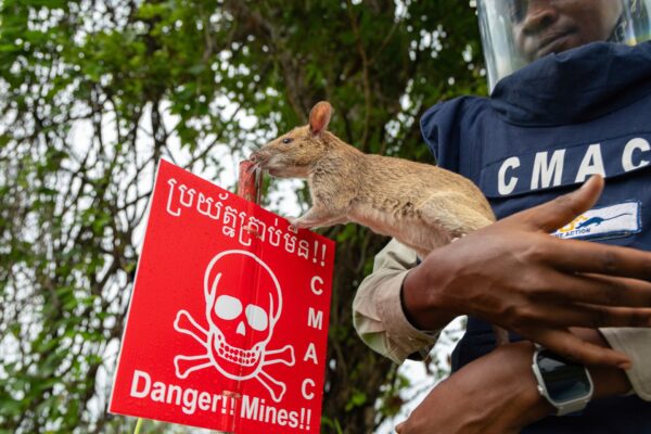 Cambodia deploys rodents for life-saving mine detection operations | Gallery News