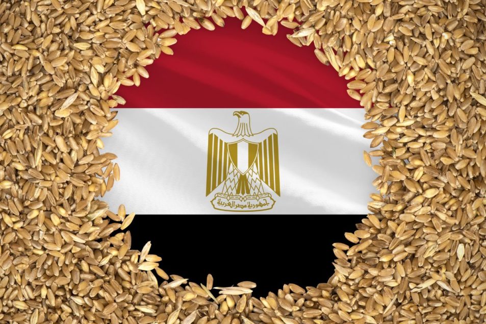 egypt-wheatjpg.jpg