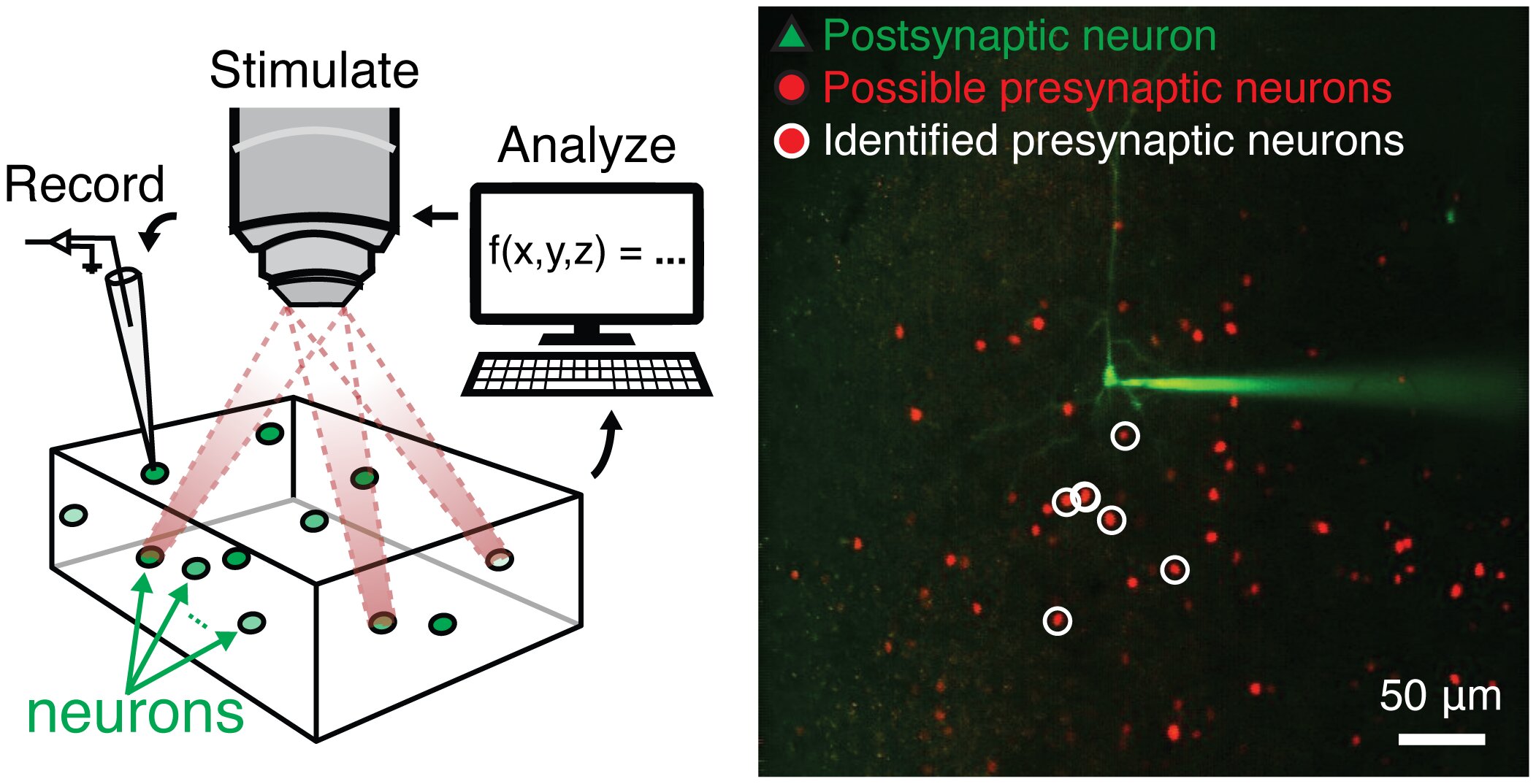 holographic-optogeneti.jpg