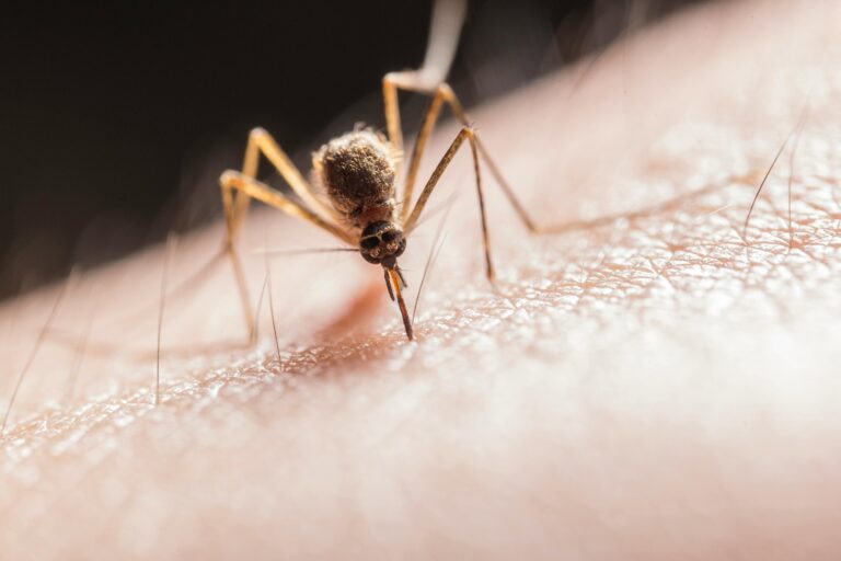 mosquito-netting-1.jpg