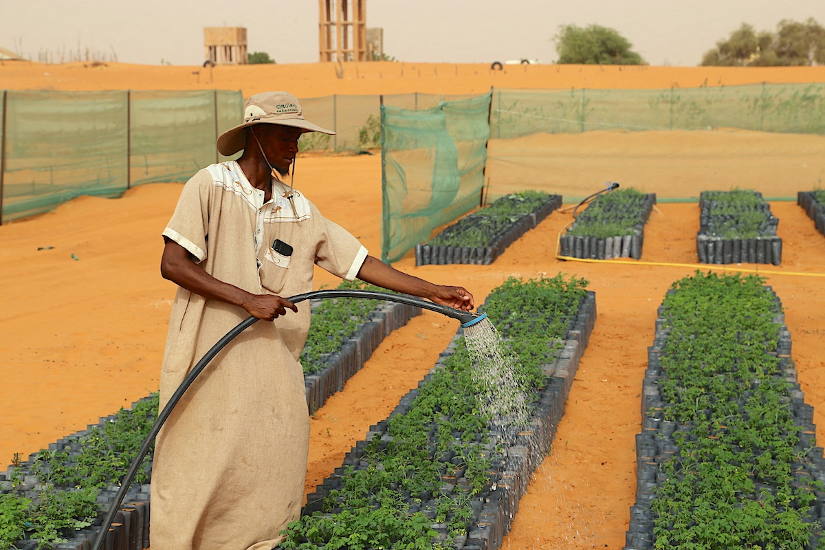 A-worker-waters-plants-in-the-China-Africa-Green-Technology-Park-in-Bir-El-Barka-Mauritania_Si-Yuan.jpeg