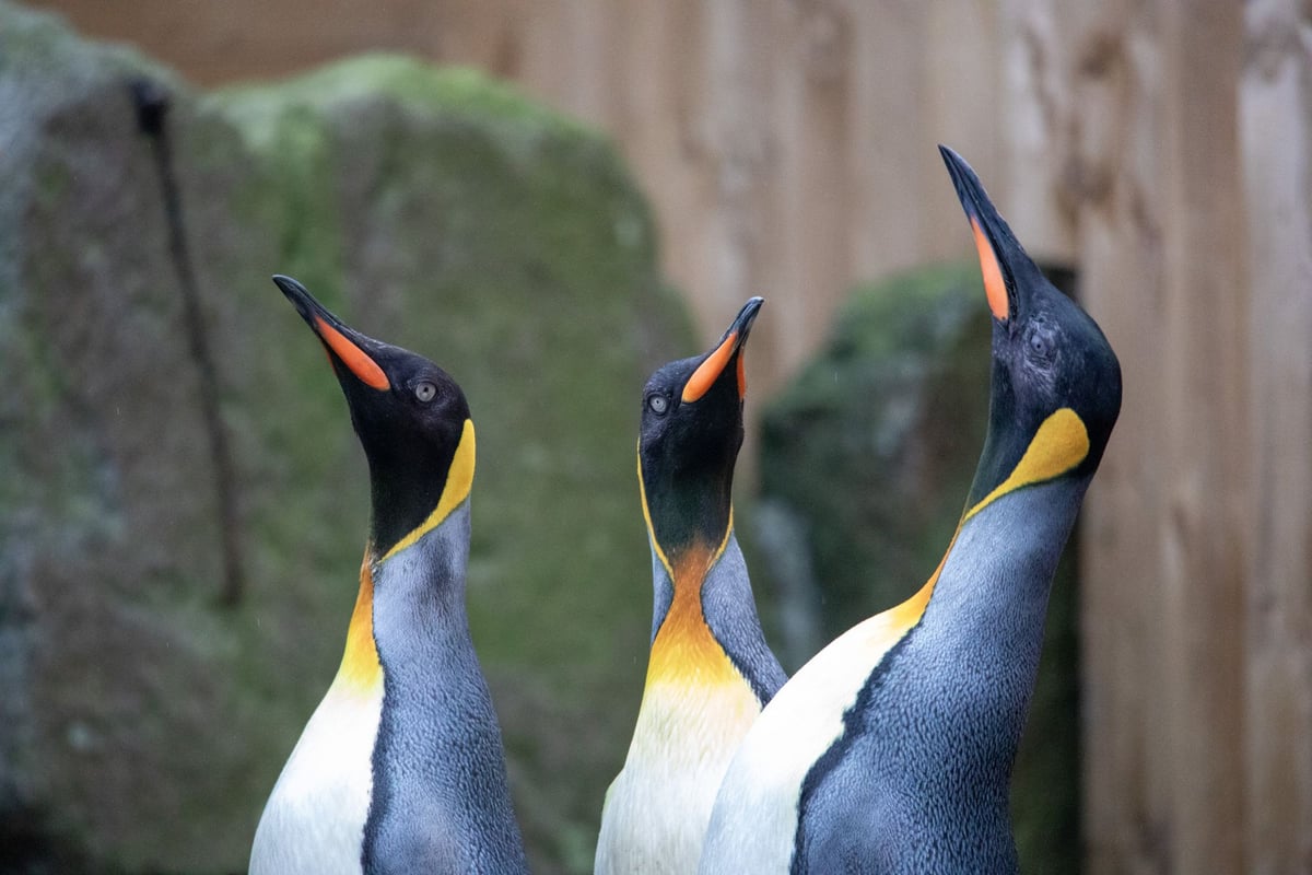 26_01_King-penguin_females_LM.jpeg