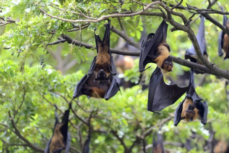 black-flying-foxes-hanging-in-tree-min.tmb-1200v.jpg