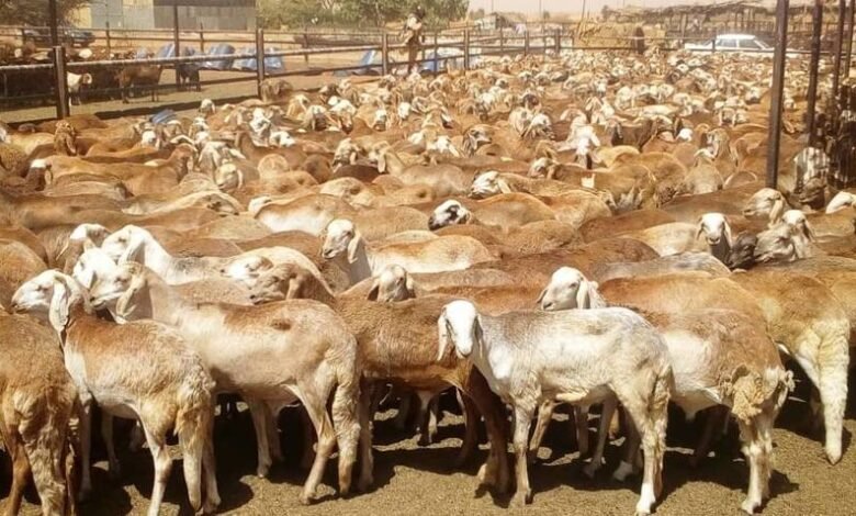 خراف-الاضاحي-الماشية-الثروة-الحيوانية-السودان-780x470-1.jpg
